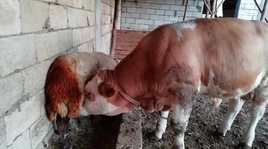 Hırsızlıktan Ş&uuml;phelendi G&ouml;rd&uuml;klerine İnanamadı