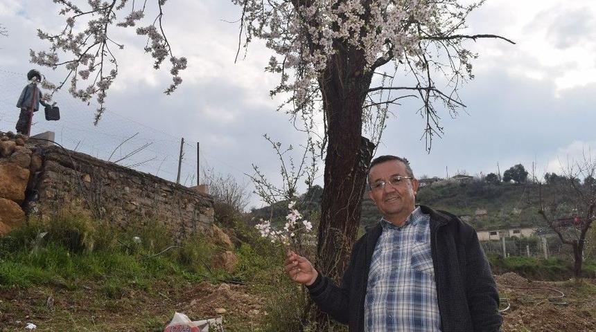Alaşehir&rsquo;de Erik Ve Kayısı Ağa&ccedil;ları &Ccedil;i&ccedil;ek A&ccedil;tı