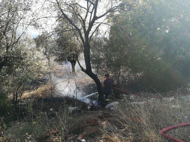 Boş Arazide Çıkan Yangın Zeytin Ağaçlarına Sıçradı