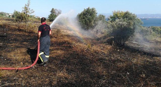 Boş Arazide Çıkan Yangın Zeytin Ağaçlarına Sıçradı