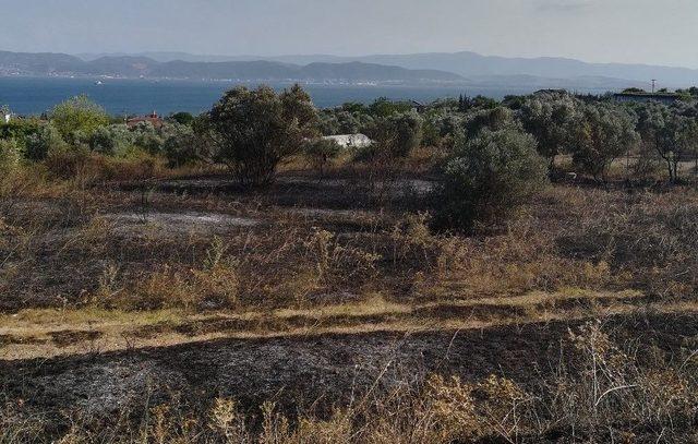 Boş Arazide Çıkan Yangın Zeytin Ağaçlarına Sıçradı