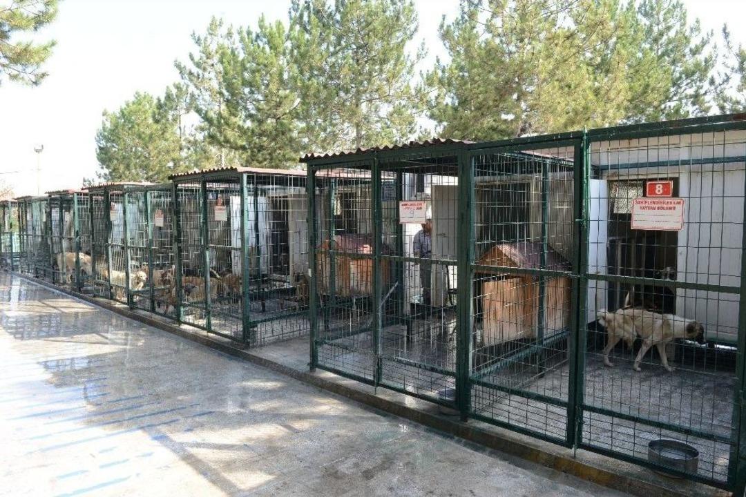 &Ccedil;orum&rsquo;da Sokak Hayvanları Klima İle Serinliyor