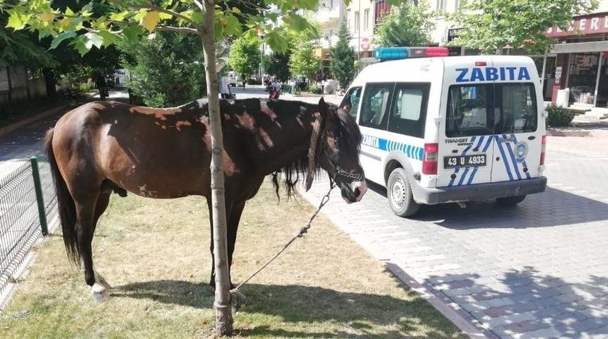 Zabıta At Sahibini Aradı