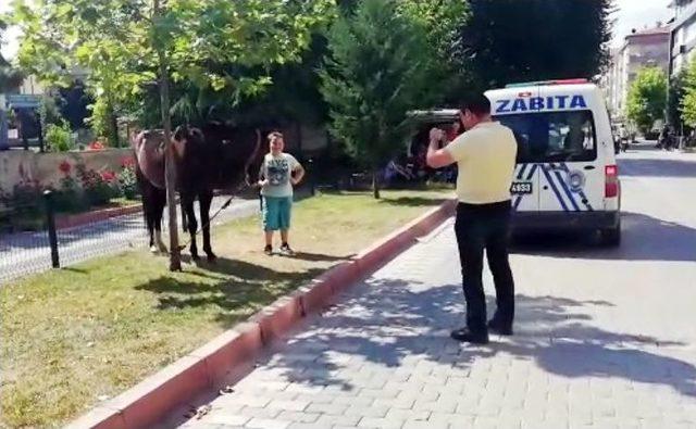 Zabıta At Sahibini Aradı