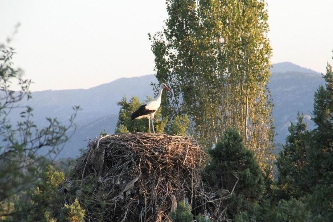 Leylekler B&uuml;y&uuml;k G&ouml;&ccedil; İ&ccedil;in Yuvalarından U&ccedil;acaklar