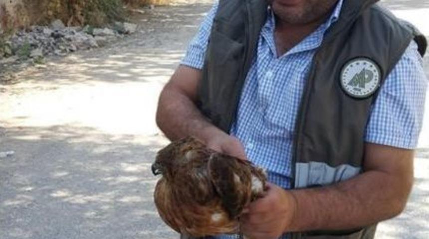 Yaralı Kızıl Şahin Tedavi Altına Alındı