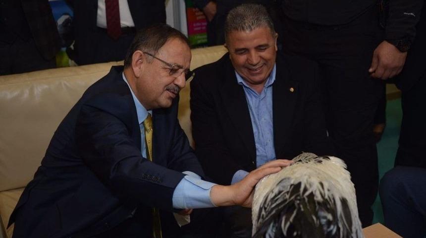 Bakan &Ouml;zhaseki Şampiyonu Elleriyle Besledi