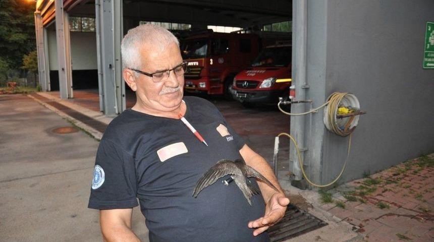 Yaralı Ebabil Kuşunu İtfaiye Kurtardı