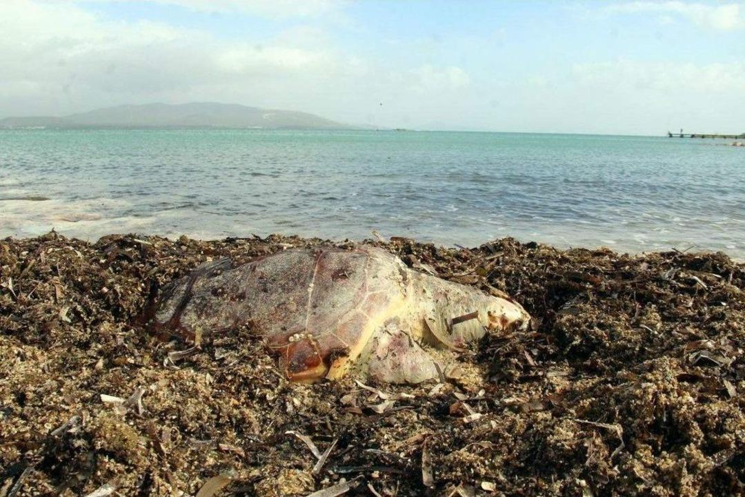 Aydın&rsquo;da &Uuml;&ccedil; Caretta Caretta &Ouml;l&uuml; Olarak Bulundu
