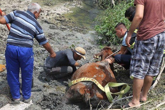 Dereye Batan İnek Bir Bu&ccedil;uk Saatte Kurtarıldı 1