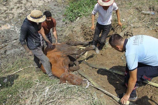 Dereye Batan İnek Bir Bu&ccedil;uk Saatte Kurtarıldı 2