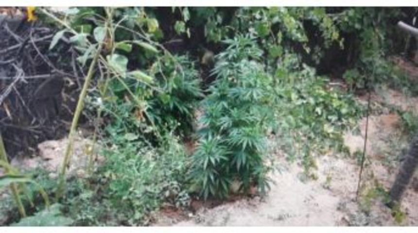 Hacıbektaş&rsquo;ta 116 K&ouml;k Hint Keneviri Ele Ge&ccedil;irildi