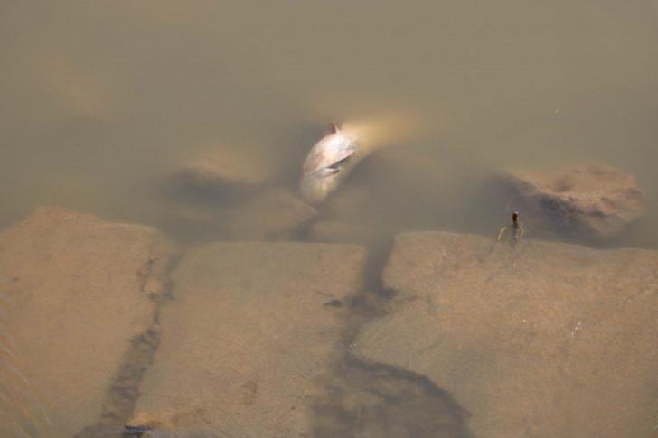 Sivas'ta korkutan görüntü! G4