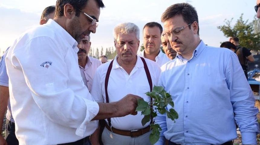 Vali &Uuml;nl&uuml;, Pamuk Tarlasında İncelemelerde Bulundu