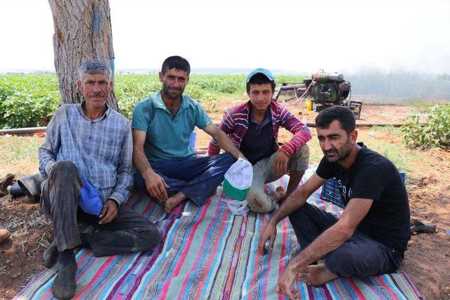 (özel Haber) Tarlasına Su Gelmeyince Geleneksel Yöntemi Uygulamaya Başladı