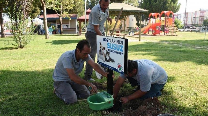 Kepez Belediyesi’nden Sokak Hayvanlarına Ek Suluk