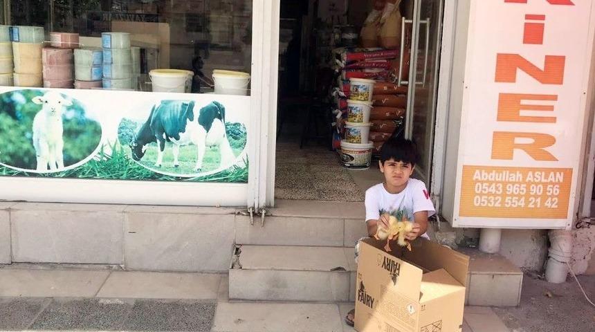 (&ouml;zel Haber) Ayağı Kırılan Yavru &Ouml;rdeği G&ouml;r&uuml;nce G&ouml;zyaşlarına Boğuldu