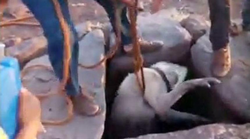 Su Kuyusuna D&uuml;şen K&ouml;peği Vatandaşlar Kurtardı