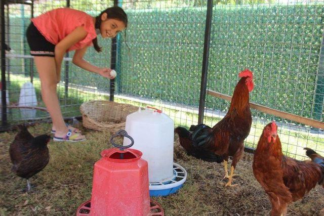 Şampiyon’un Ödülü Pahalıya Patladı