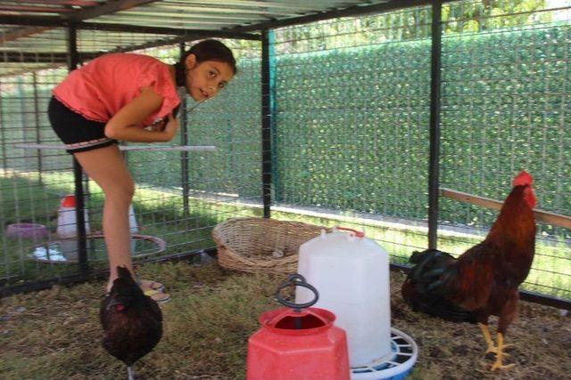 Şampiyon’un Ödülü Pahalıya Patladı