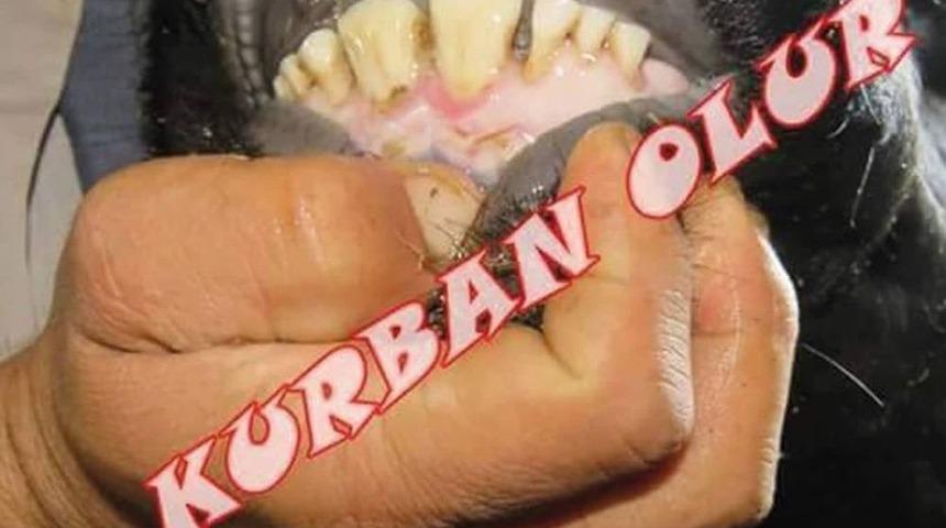 Kurbanlık Alırken Nelere Dikkat Etmeli