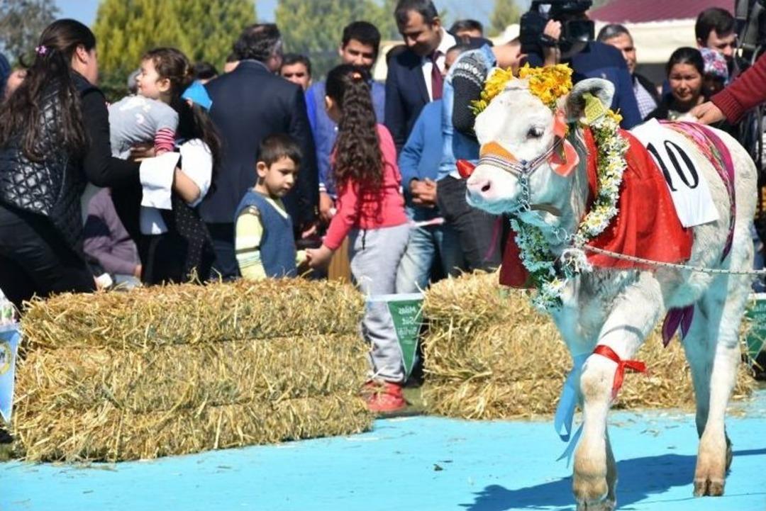 Dişi Buzağılar G&uuml;zellik İ&ccedil;in Yarıştı