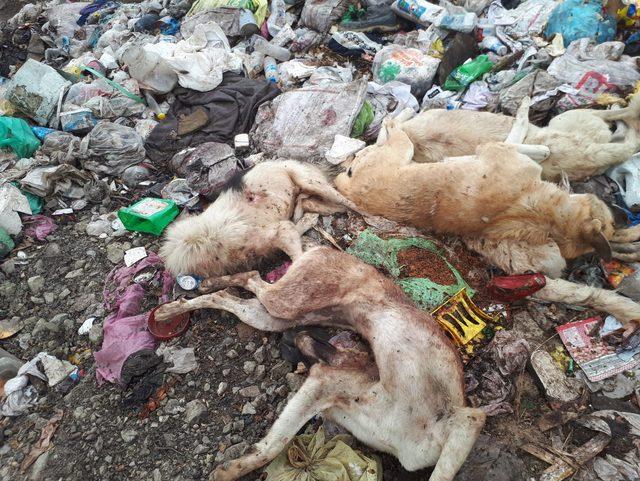 Çöp depolama alanında silahla vurulan 8 köpek ölüsü buldular