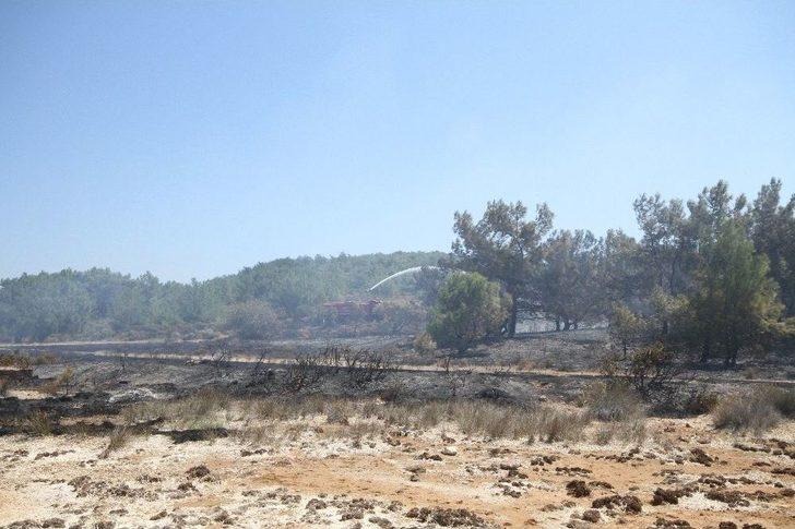 Ayvalık’ta 3 Dekarlık Orman Kül Oldu G3