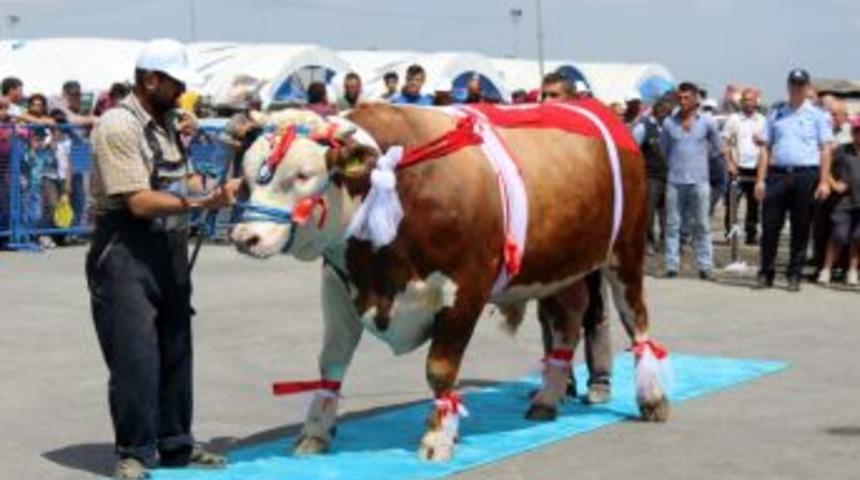 Birbirinden Güzel Kurbanlıklar Podyumda Boy Gösterdi