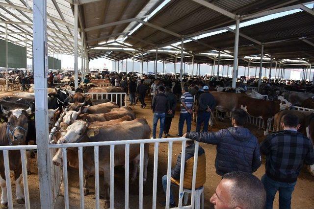 Aksaray’da Hayvan Park Yeri Ve Canlı Hayvan Borsası Arife Gününe Kadar Açık