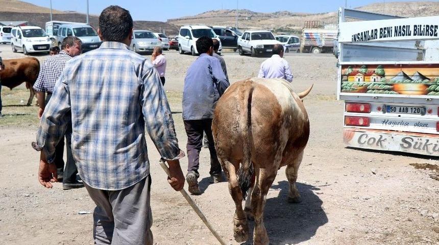 Kurban Bayramı’nda 27 Bin 925 Hayvan Kesildi