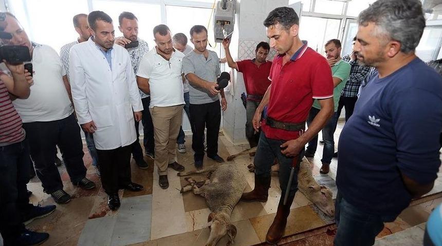 Kurban Kesiminde Vıp Hizmet