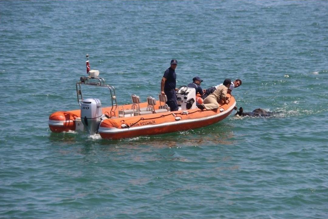 Gemiden Denize D&uuml;şen Angusu Kurtarma Operasyonu