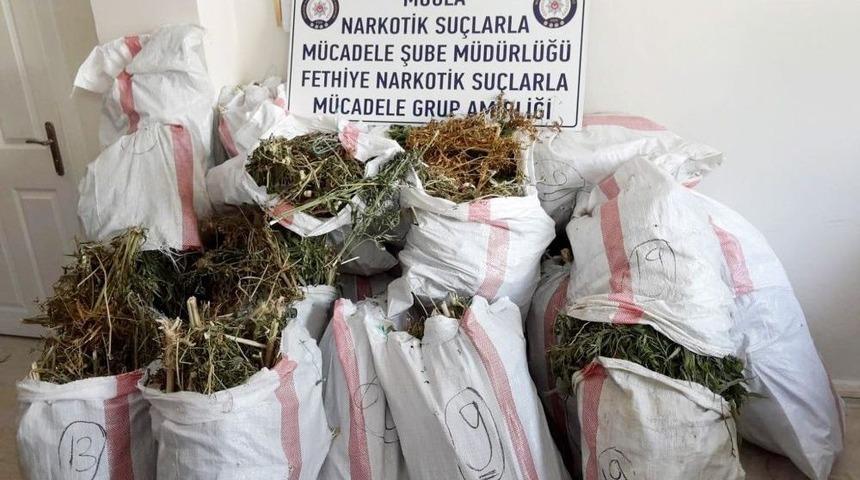 Seydikemer’de 110 Kilo Esrar Ve 166 Kök Kenevir Ele Geçirildi