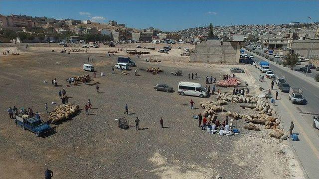 Şahinbey’de Kurban Satış Ve Kesim Yerleri Belirlendi