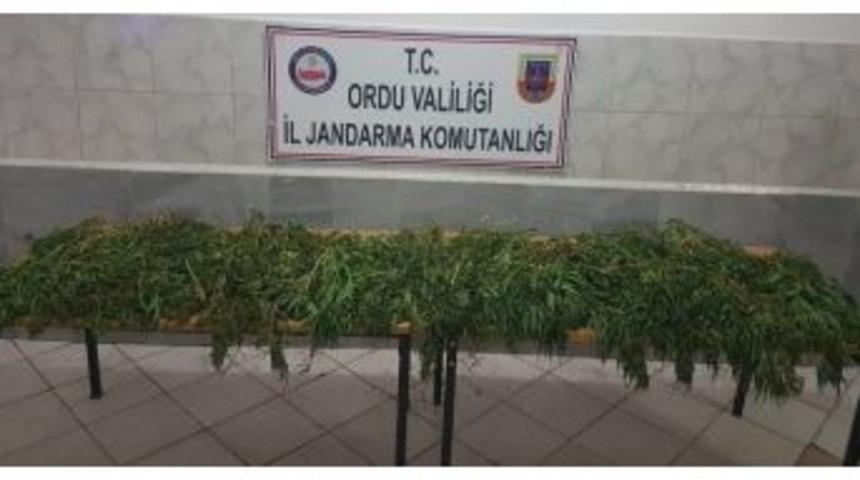 Ordu&rsquo;da 8 Kilo 150 Gram Kubar Esrar Ele Ge&ccedil;irildi