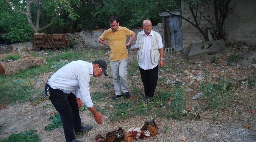 Başıboş K&ouml;pekler 10 Tavuğu Telef Etti