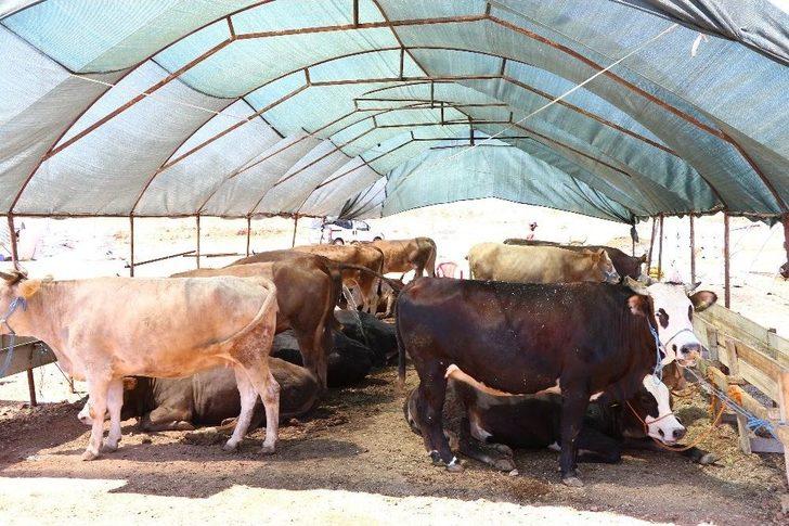 Kasaplar Odası Genel Başkan Yardımcısından Marketlere Minyatür Koçlu Gönderme G5