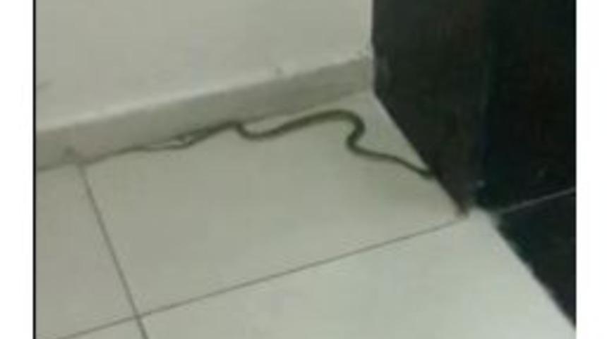 Adana B&uuml;y&uuml;kşehir Belediyesi&rsquo;nde Yılan Paniği