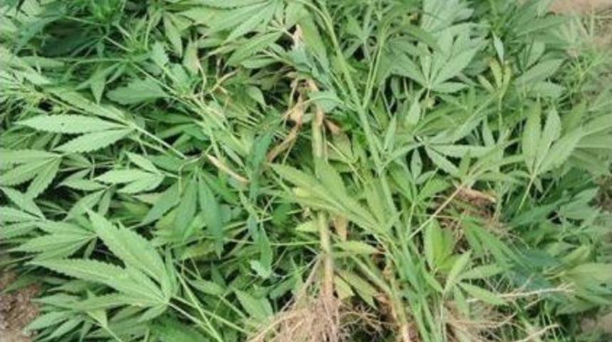 Balıkesir’de Kenevir Operasyonu