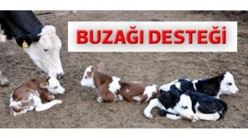 Buzağı Desteği İ&ccedil;in Son 2 G&uuml;n
