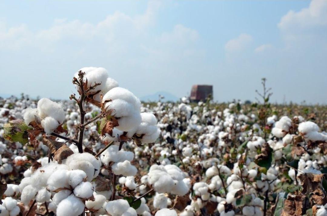 &Ccedil;ukurova&rsquo;da &lsquo;beyaz Altın&rsquo; Eski G&uuml;nlerine D&ouml;n&uuml;yor