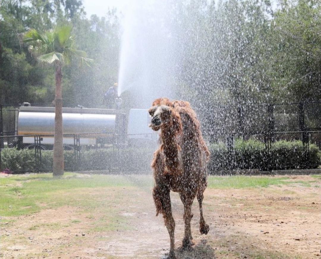 Hayvan Parkı&rsquo;ndaki Hayvanlara Sıcak Ayarı