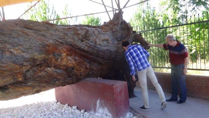 Osman Gazi’nin Salıncakta Sallandığı 12 Asırlık Çam Koruma Altında G1