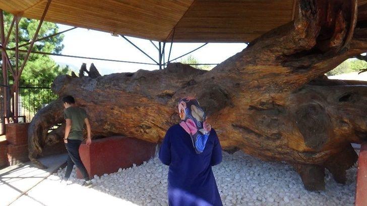 Osman Gazi’nin Salıncakta Sallandığı 12 Asırlık Çam Koruma Altında G2