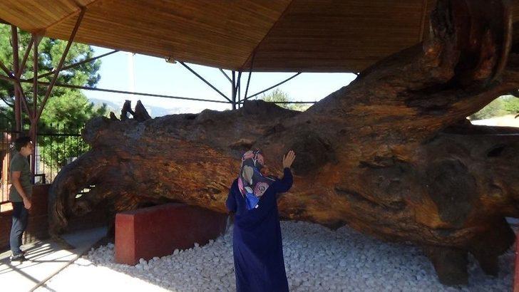 Osman Gazi’nin Salıncakta Sallandığı 12 Asırlık Çam Koruma Altında G3