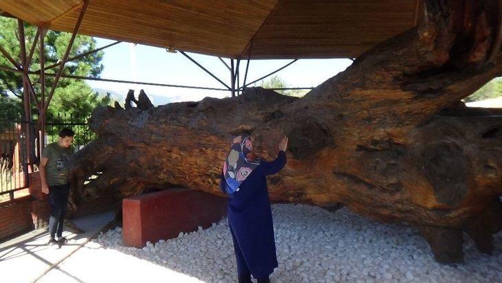 Osman Gazi’nin Salıncakta Sallandığı 12 Asırlık Çam Koruma Altında G4