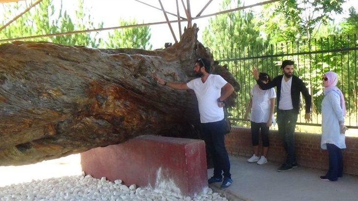 Osman Gazi’nin Salıncakta Sallandığı 12 Asırlık Çam Koruma Altında G5