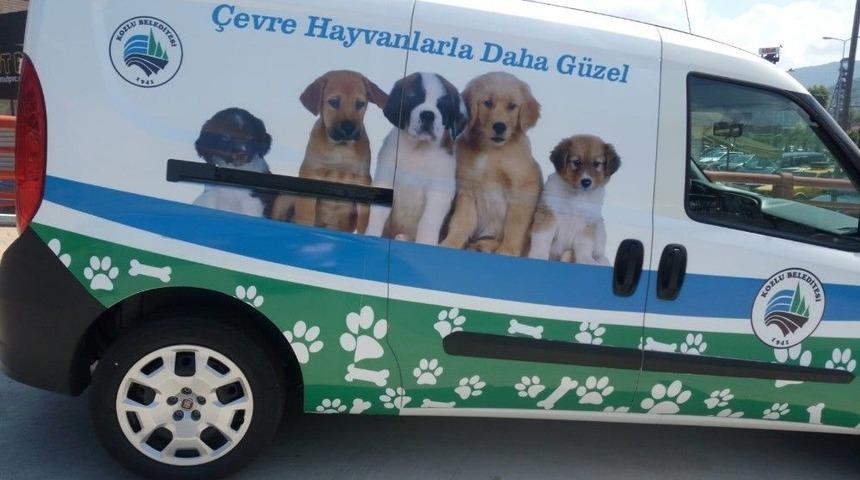 Başkan Yılmaz, Sokak Hayvanlarını G&ouml;rmezden Gelmedi