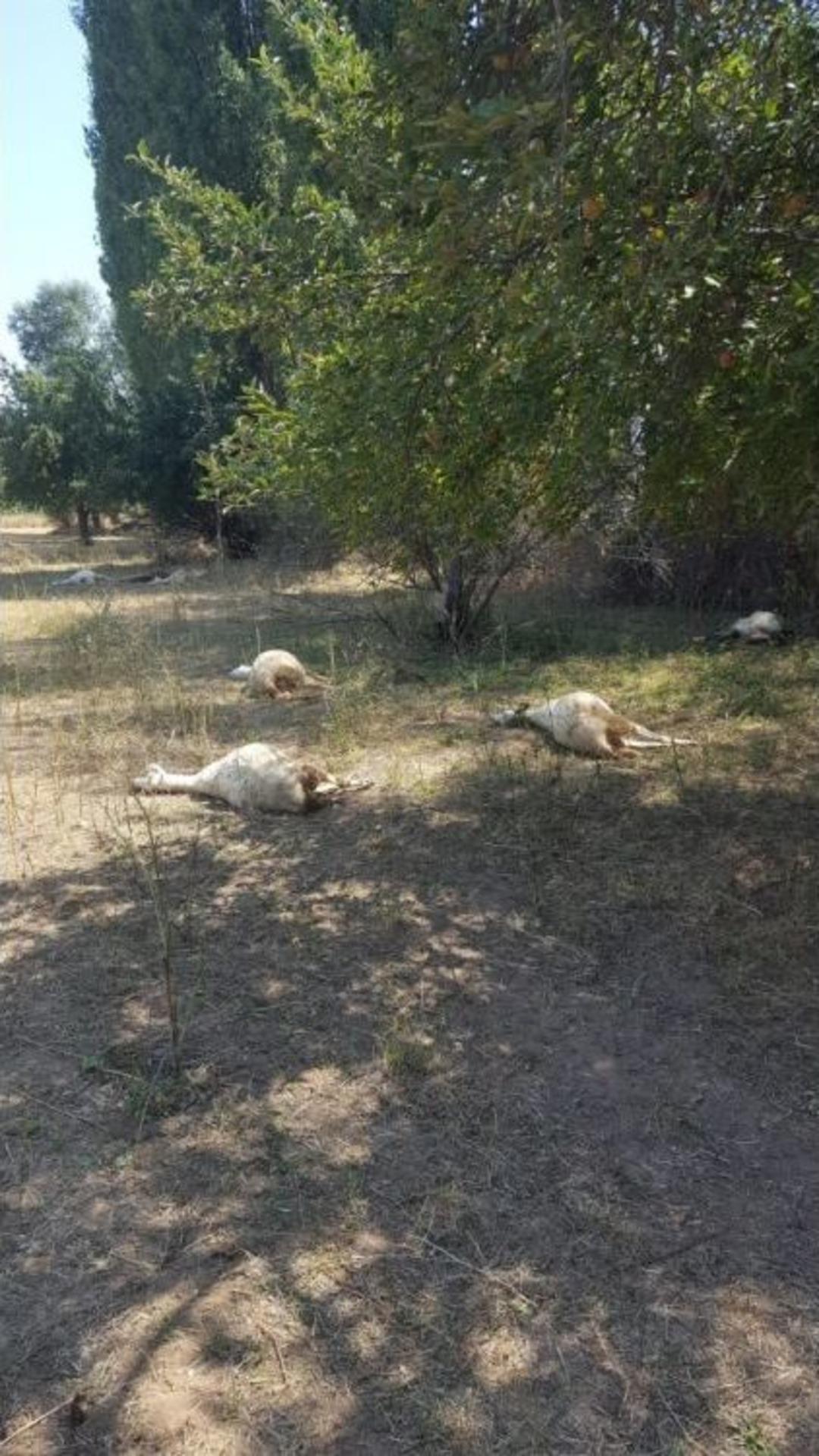 50 K&uuml;&ccedil;&uuml;kbaş Hayvan Zehirlenerek Telef Oldu